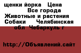 щенки йорка › Цена ­ 15 000 - Все города Животные и растения » Собаки   . Челябинская обл.,Чебаркуль г.